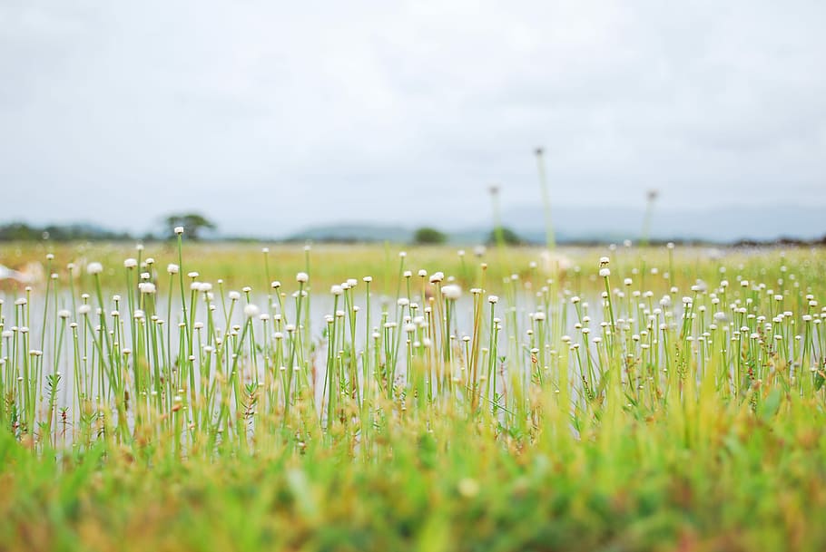 Bokeh from Kit Lens, dandelion flower field under cloudy sky during daytime HD wallpaper