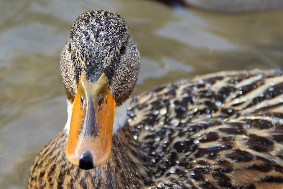 duck, water, bird, water bird, bill, enlarge view, poultry, HD wallpaper