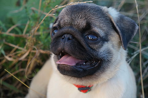 close-up photography of fawn Chinese pug, Com, the pug, myfirstpug HD wallpaper