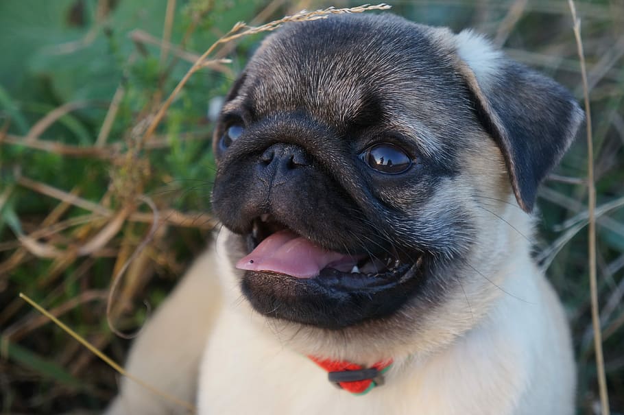 close-up photography of fawn Chinese pug, Com, the pug, myfirstpug HD wallpaper