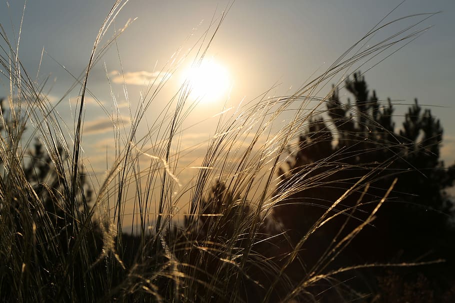 shallow focus photography of green grasses and trees under sun HD wallpaper