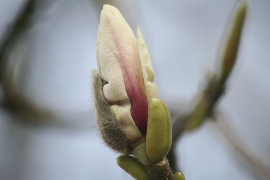 magnolia, blossom, bloom, tree, pink, flowers, spring, garden HD wallpaper
