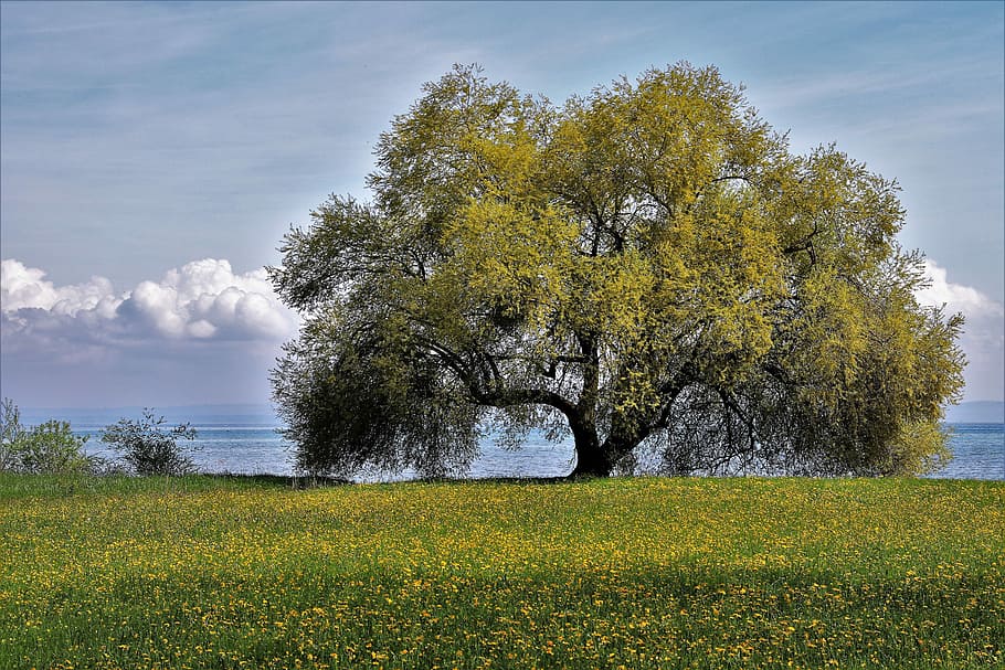 green tree near body of water, nature, lawn, landscape, sky HD wallpaper
