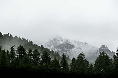 evergreen trees on slope of snowy mountain, pine trees near snow covered mountain taken at foggy light HD wallpaper