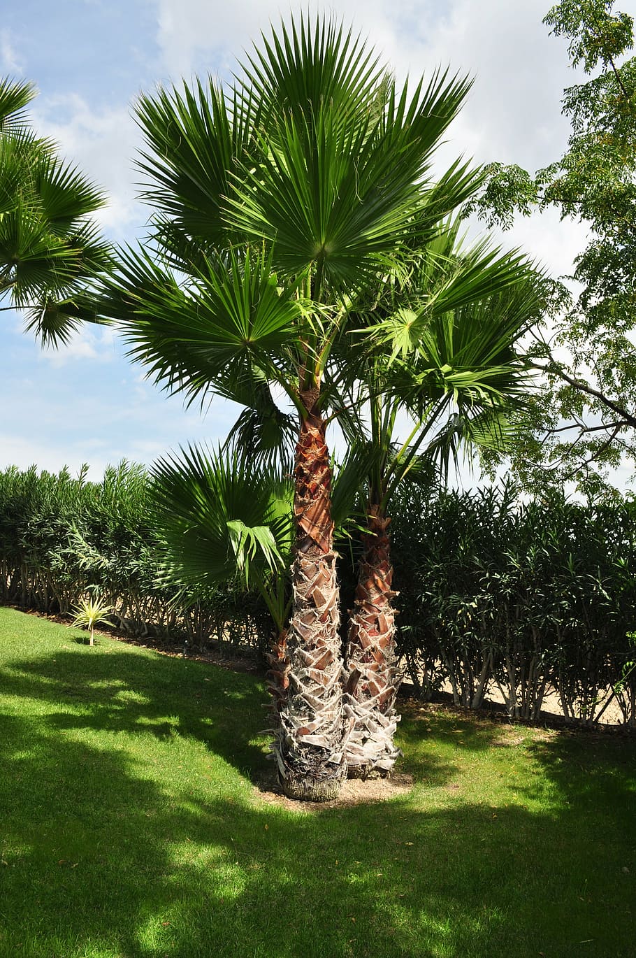 HD wallpaper: palm, tree, plant, palm tree, shade tree, high, tribe, exotic...