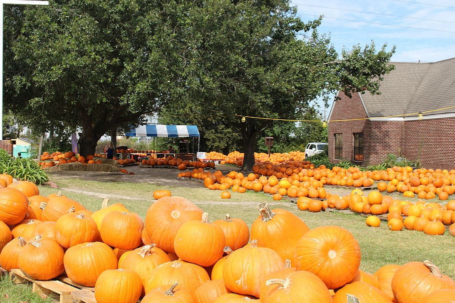 Fall, Pumpkin Patch, pumpkins, autumn, orange, harvest, holiday HD wallpaper