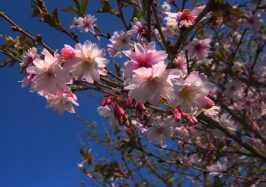 Tree, Blossom, Bloom, Spring, Apple, cherry, pink, leaves, sky HD wallpaper