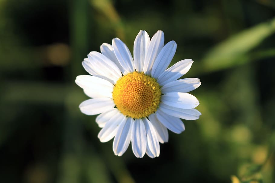 nature, flower, flora, daisy, flowering plant, freshness, growth HD wallpaper