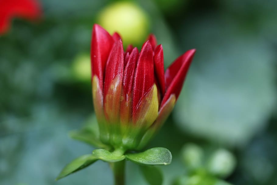 flower, bud, macro, garden, plant, red, summer, flowering plant HD wallpaper