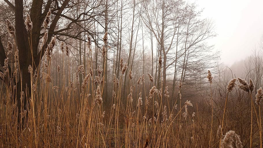 Landscape, Nature, Plants, Forest, Tree, reeds, the fog, outdoors HD wallpaper