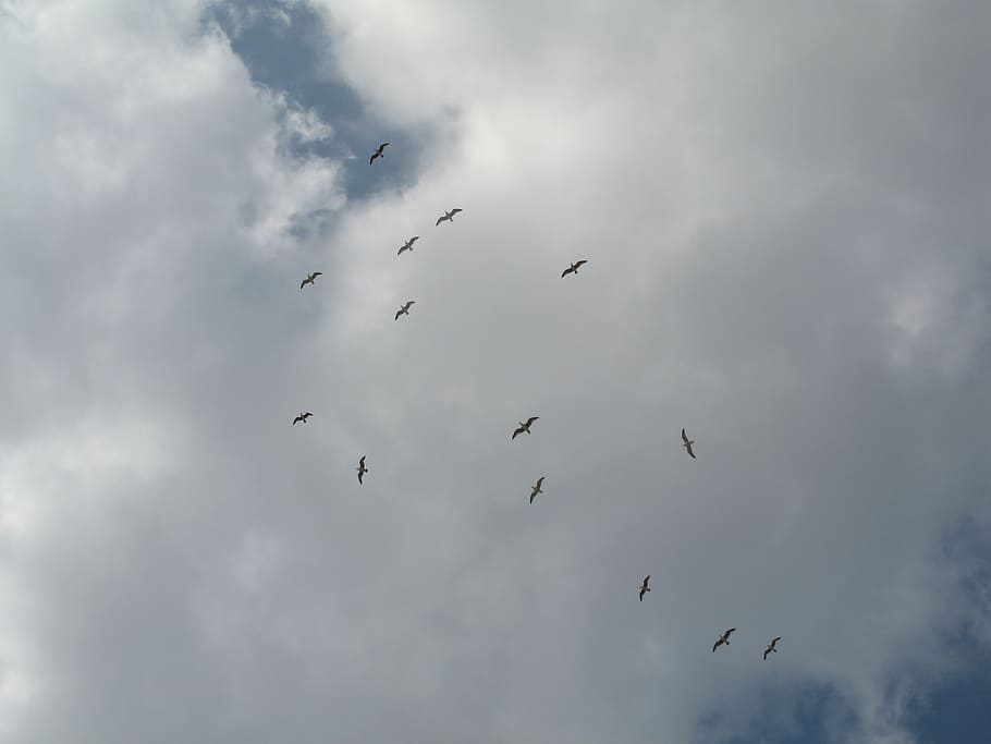 birds, sky, clouds, seagull, fly, flying, animal, group of animals HD wallpaper