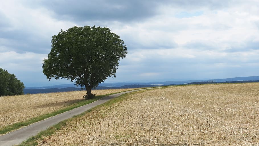 tree, away, landscape, hiking, clouds, fields, nature, plant HD wallpaper