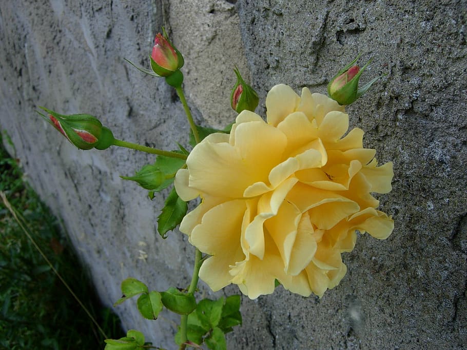 ros, yellow, stone wall, flowering plant, beauty in nature HD wallpaper