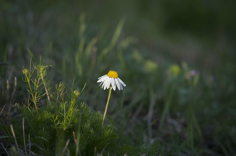 chamomile, green, spring, grass, flower field, plant, flowering plant HD wallpaper
