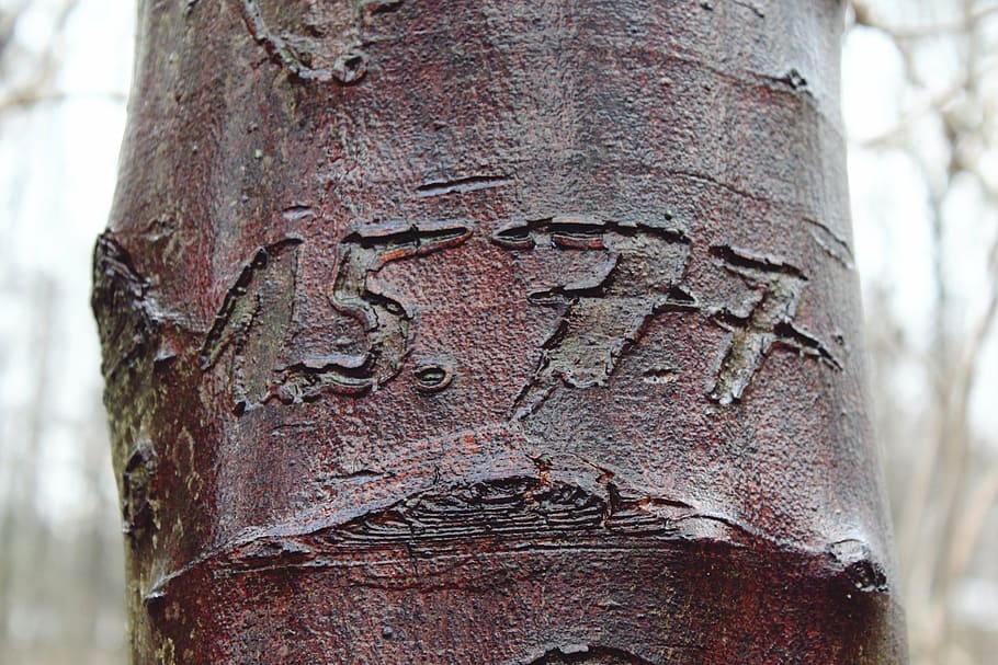 tree, engraving, bark, log, nature, tribe, structure, tree bark HD wallpaper