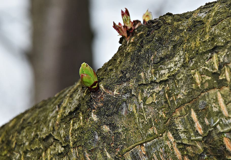 nature, tree, spring, the buds, landscape, garden, beauty, forest HD wallpaper