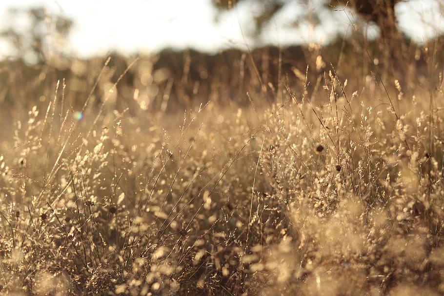 brown grass taken during golden hour, selective focus, photography, HD wallpaper