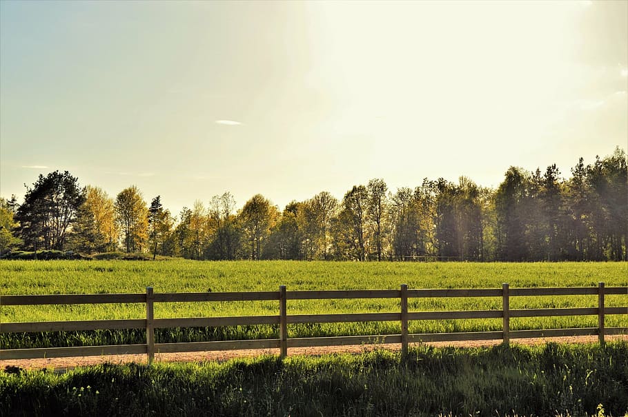 fence, go, bed, forest, tree, outdoor, landscapes, solar, sunlight HD wallpaper