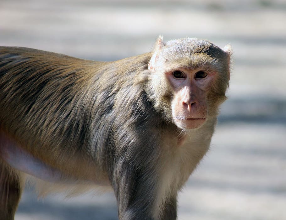 monkey, brown, animal, ape, wild, mammal, wildlife, primate HD wallpaper