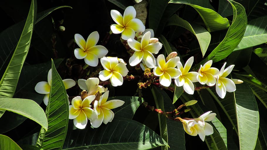 Flowers, Tree, Nature, Blossom, green, blooming, plant, petal HD wallpaper