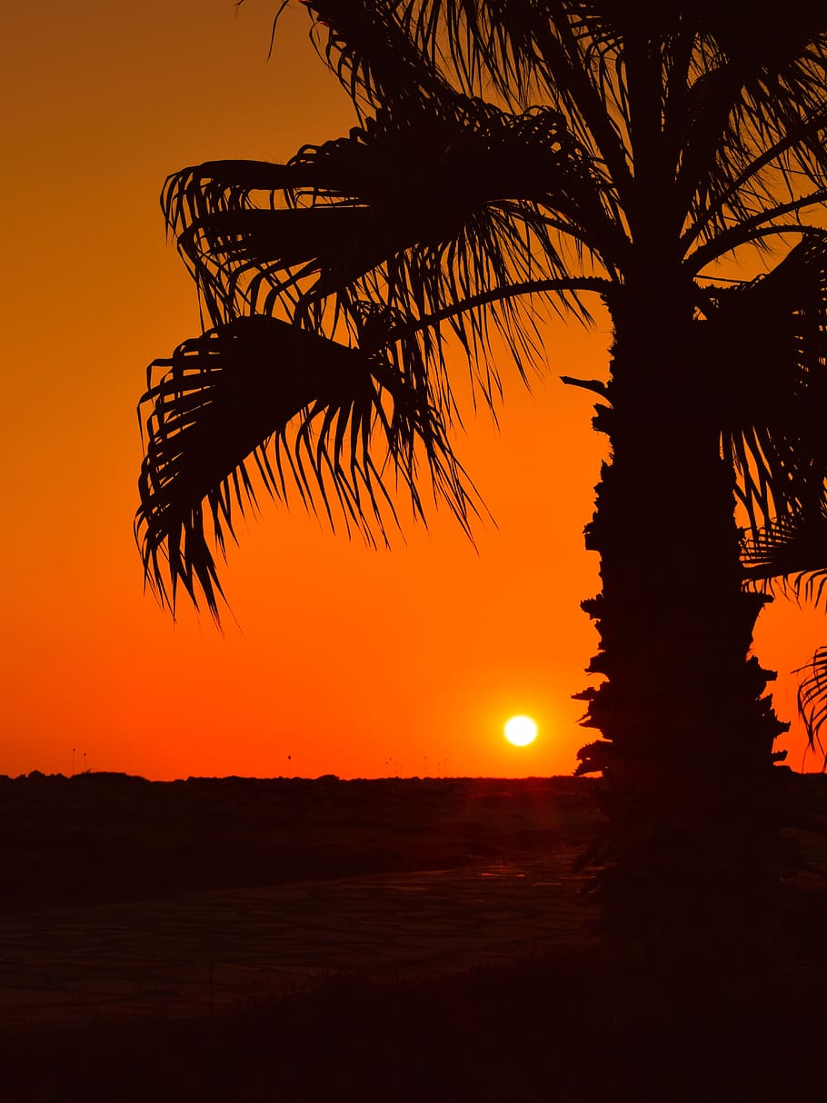 palm tree, sun, sunset, summer, nature, sunlight, landscape HD wallpaper