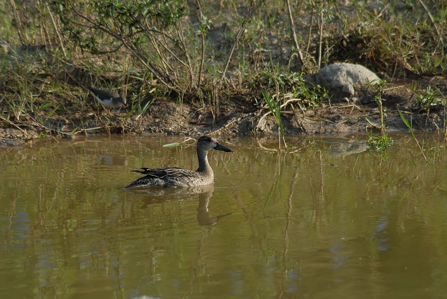 ducks, ave, waterfowl, animal themes, animal wildlife, animals in the wild HD wallpaper