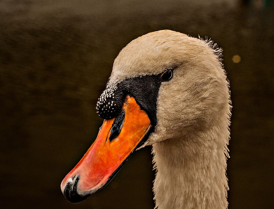 swan, beak, white, water, head, bird, lake white, one animal HD wallpaper