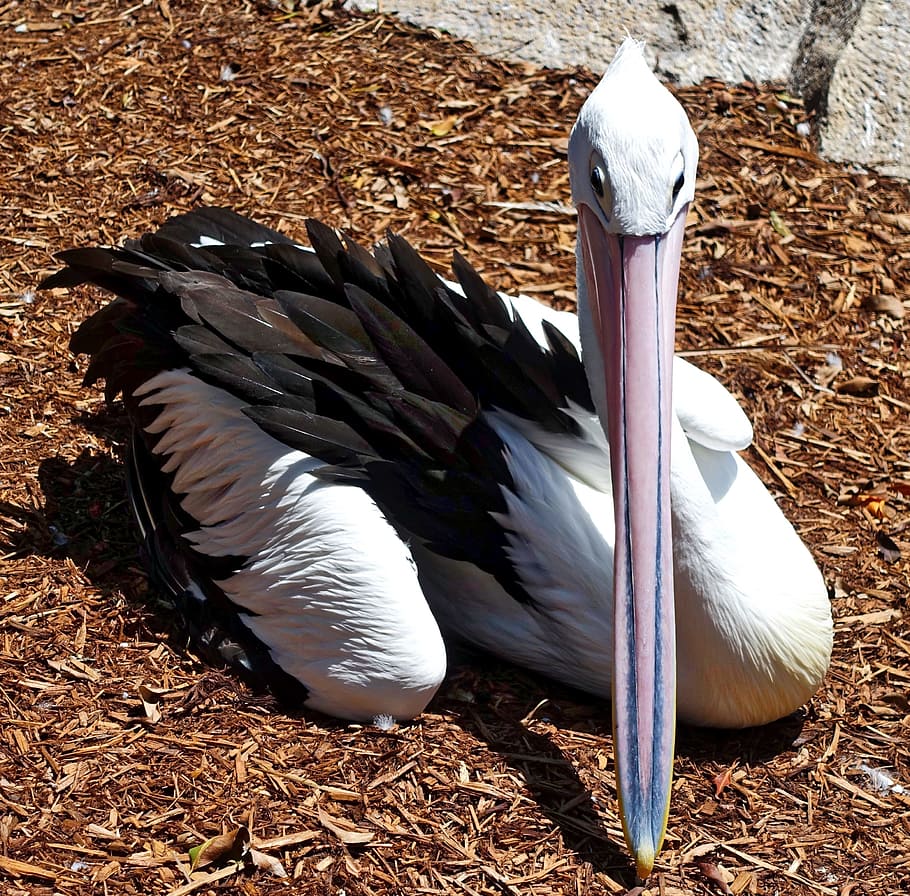 pelican, waterbird, pelecanus, white, bill, beak, pelecanidae, HD wallpaper