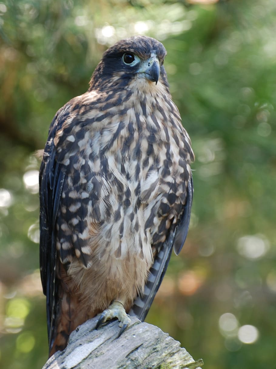 falcon, perched, raptor, bird, wildlife, nature, hunter, looking HD wallpaper