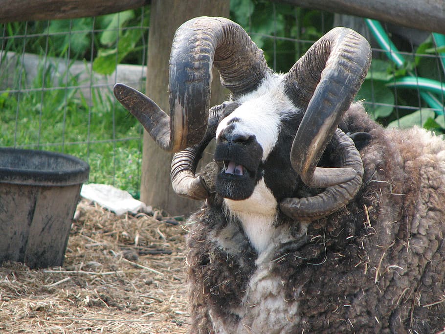 goat, hood river, oregon, mammal, animal themes, domestic animals HD wallpaper