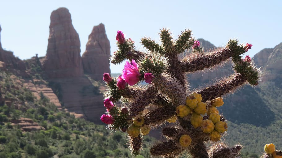 shallow focus photography of cactus, desert, flower, succulent HD wallpaper