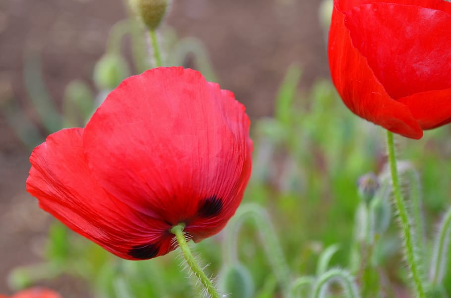 poppy red, nature, plant, flower, beauty in nature, flowering plant HD wallpaper