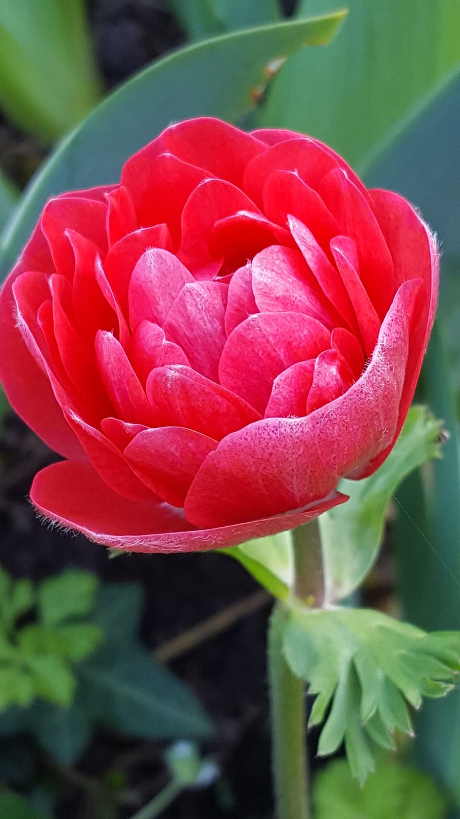Anemone, Blossom, Bloom, Flower, garden plant, red, spring HD wallpaper