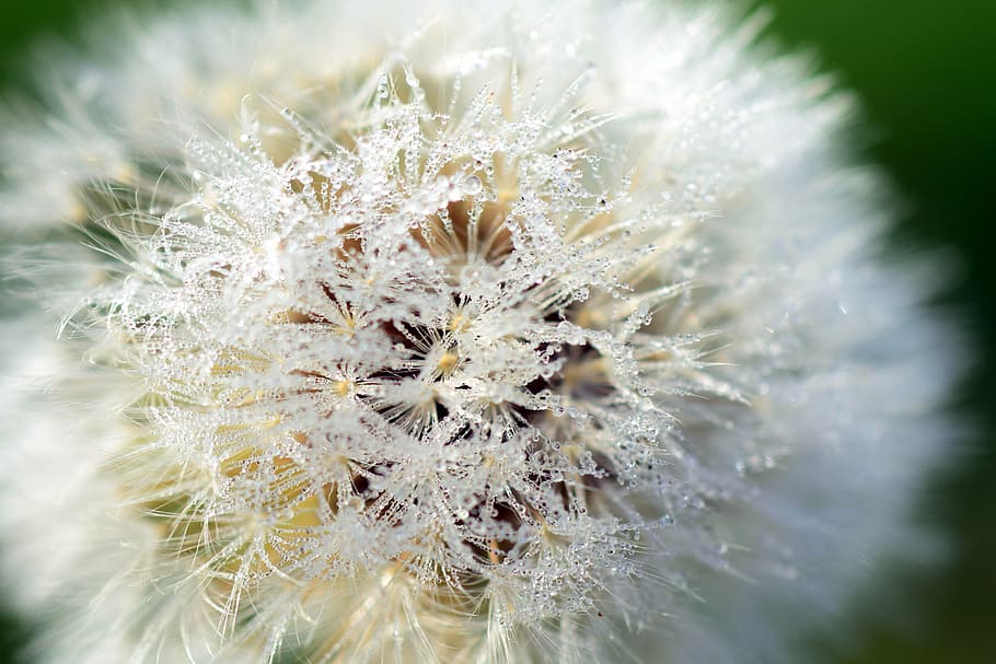 dandelion, close, common dandelion, seeds, macro, nature, pollen HD wallpaper