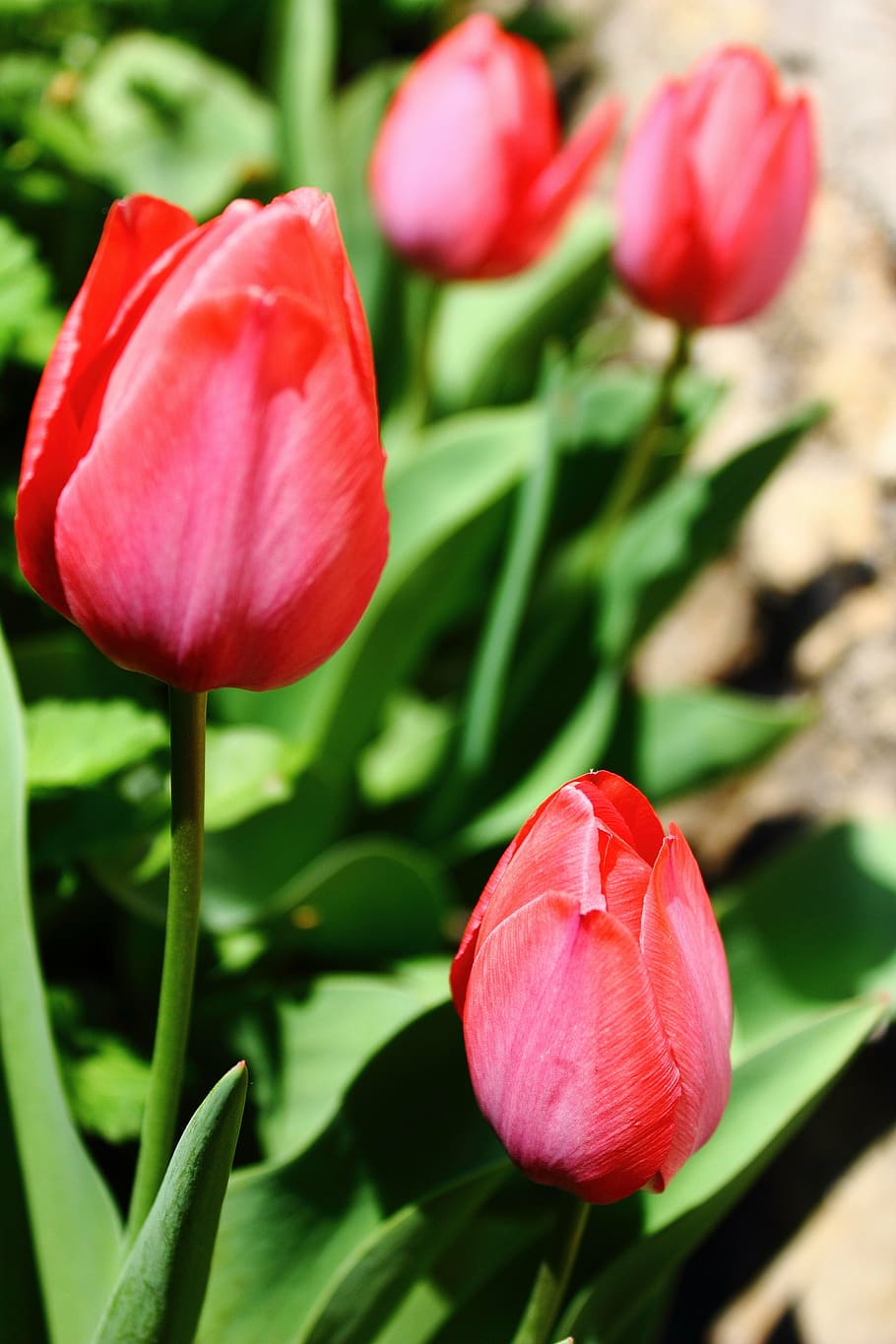 tulip, tulips, red, cup, flowers, beauty, garden, spring, nature HD wallpaper