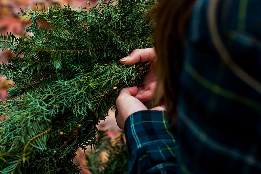 woman holding green pine bough selective focus photo, person holding green leaves HD wallpaper