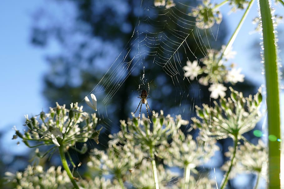 spider, insect, animals, cobweb, spider Web, nature, dew, close-up HD wallpaper