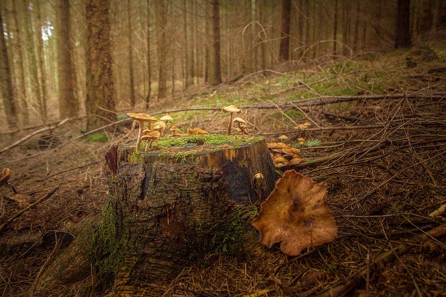 tree stump, brown, green, tribe, nature, wood, autumn, moss HD wallpaper