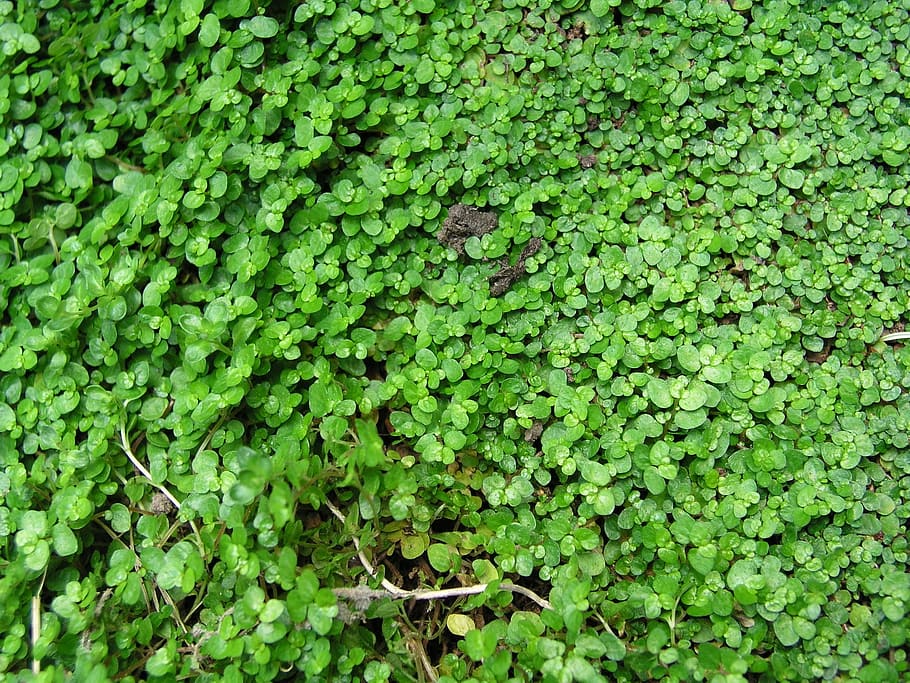 background, texture, plant, ground cover, green color, growth HD wallpaper