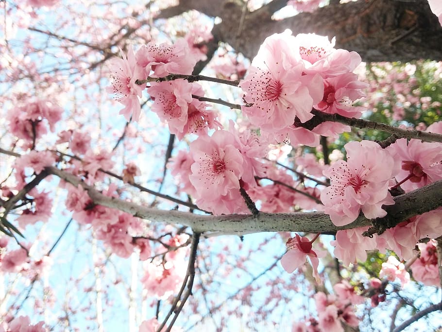 Cherry, Flowers, Blooming, Spring, cherry flowers, pink color HD wallpaper