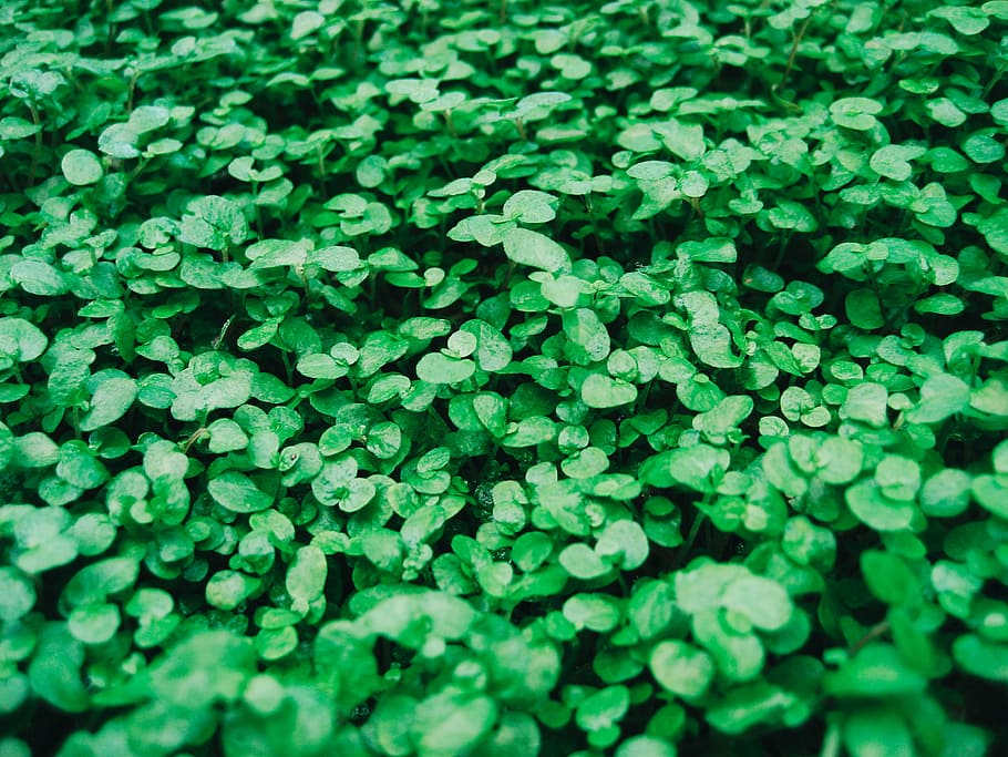 shallow focus photography of green plants, leaf, herbal, nature HD wallpaper