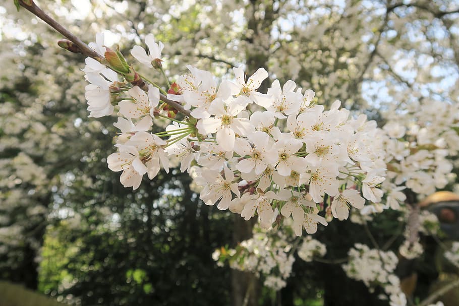 sunshine, vibrant, plant, flowering plant, fragility, freshness HD wallpaper