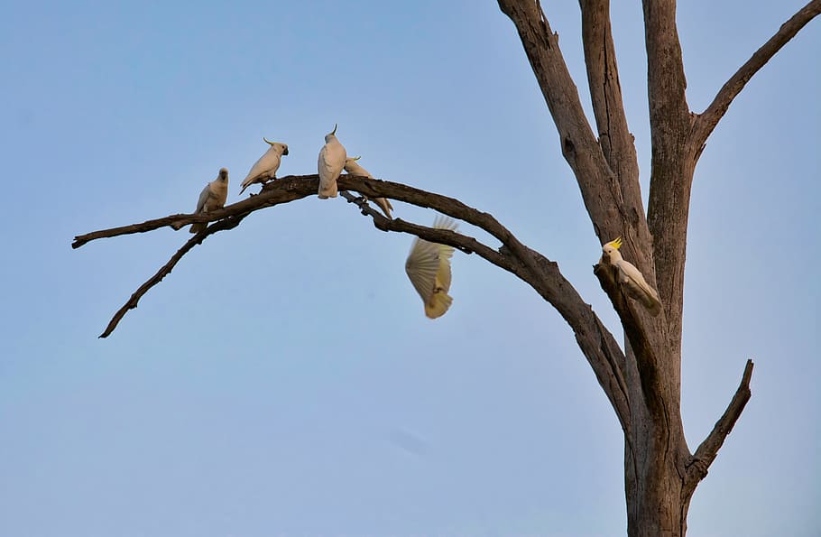 cockatoo, perched, tree, wildlife, nature, australia, sulphur-crested HD wallpaper