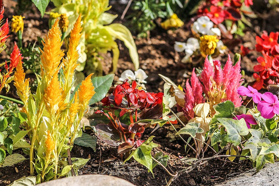 plants, flowers, spring, pollen, flora, seeds, nature, yellow HD wallpaper