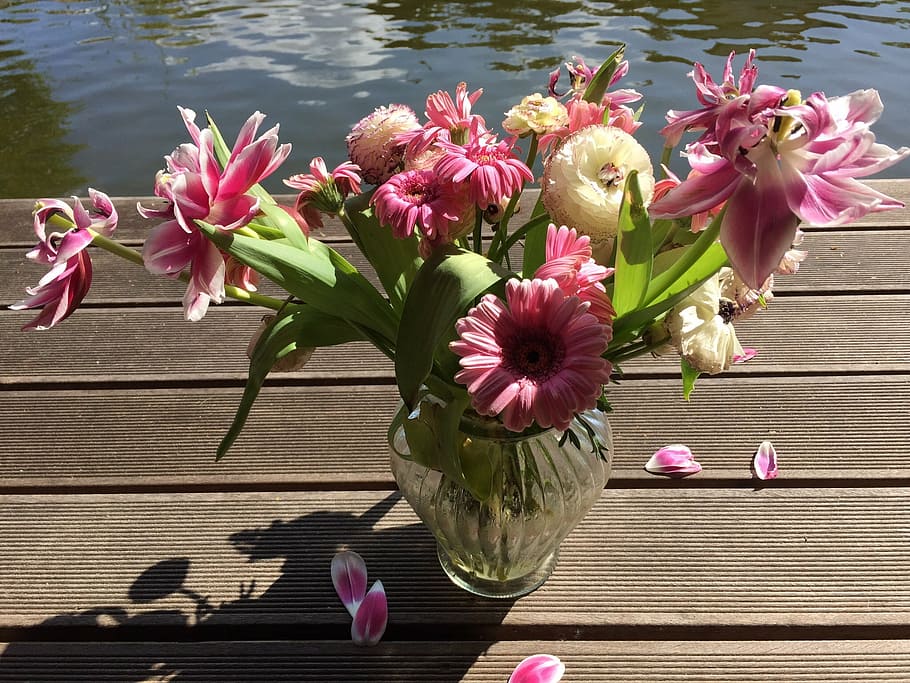 nature, flowers, spring, flowering plant, pink color, freshness HD wallpaper
