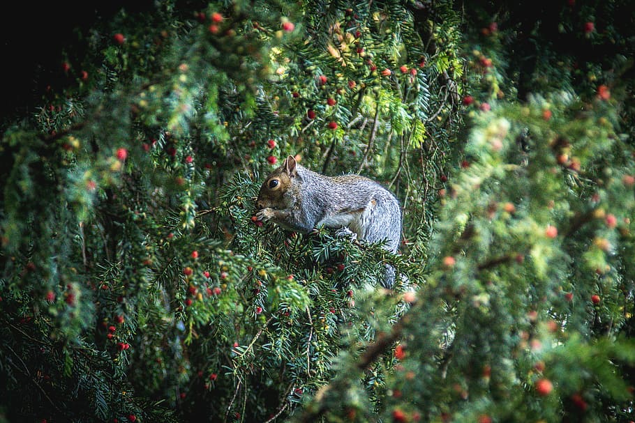 squirrel eating fruits during daytime, adult gray squirrel eating berry on branch HD wallpaper