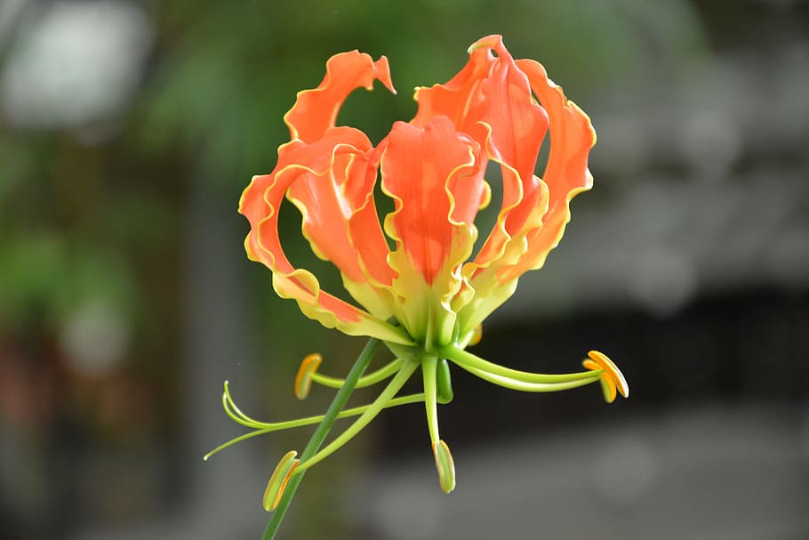 plant, flower, gloriosa headband orange, plants flowering, flowering plant, HD wallpaper