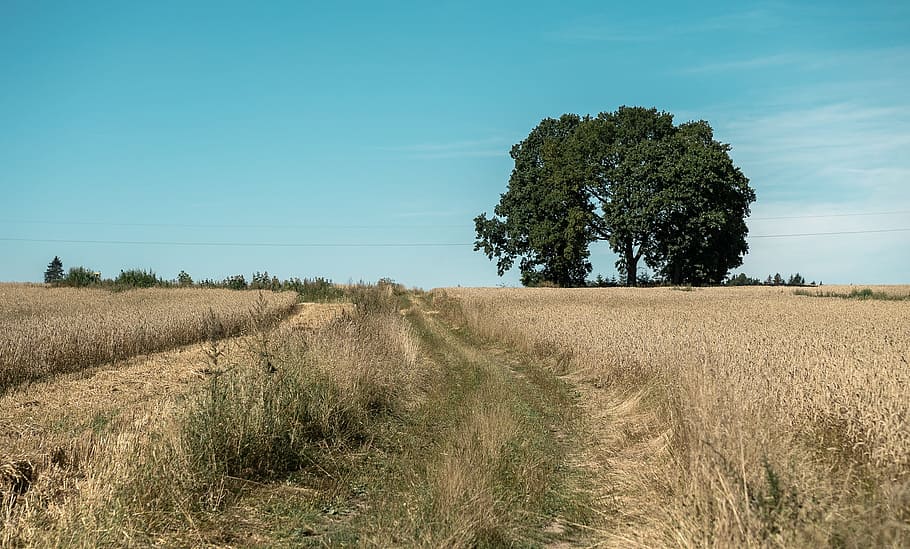 sky, blue sky, tree, grass, brown grass, meadow, plant, land HD wallpaper