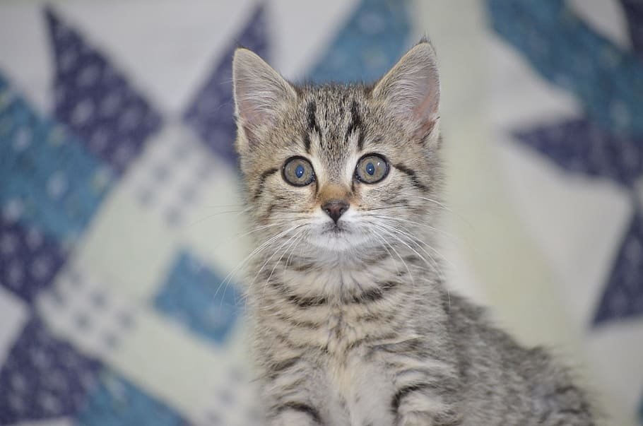 selective focus photography of brown tabby kitten, tiger, attention HD wallpaper