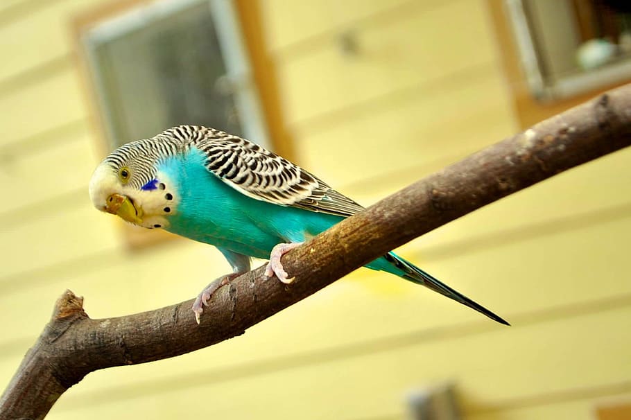 teal and yellow budgerigar on branch closeup photography, Parakeet, HD wallpaper